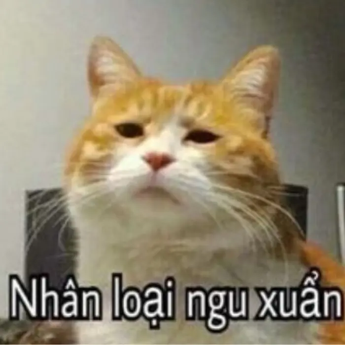 Bộ sưu tập ảnh meme vui nhộn khiến bạn cười không ngớt