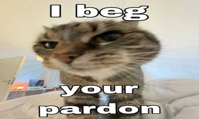 Cat Meme Wallpaper - App on Amazon Appstore Cat Meme Wallpaper - App on Amazon Appstore