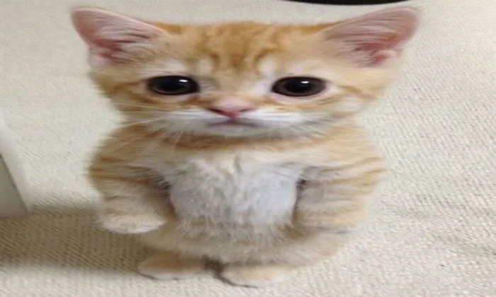 Cat Meme Wallpaper - App on Amazon Appstore Cat Meme Wallpaper - App on Amazon Appstore