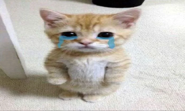 Cat Meme Wallpaper - App on Amazon Appstore Cat Meme Wallpaper - App on Amazon Appstore