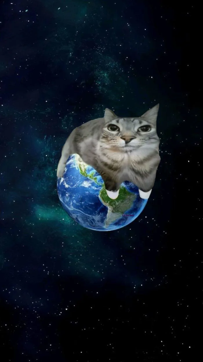 Funny Cat Meme Wallpaper Hd Funny Cat Meme Wallpaper Hd