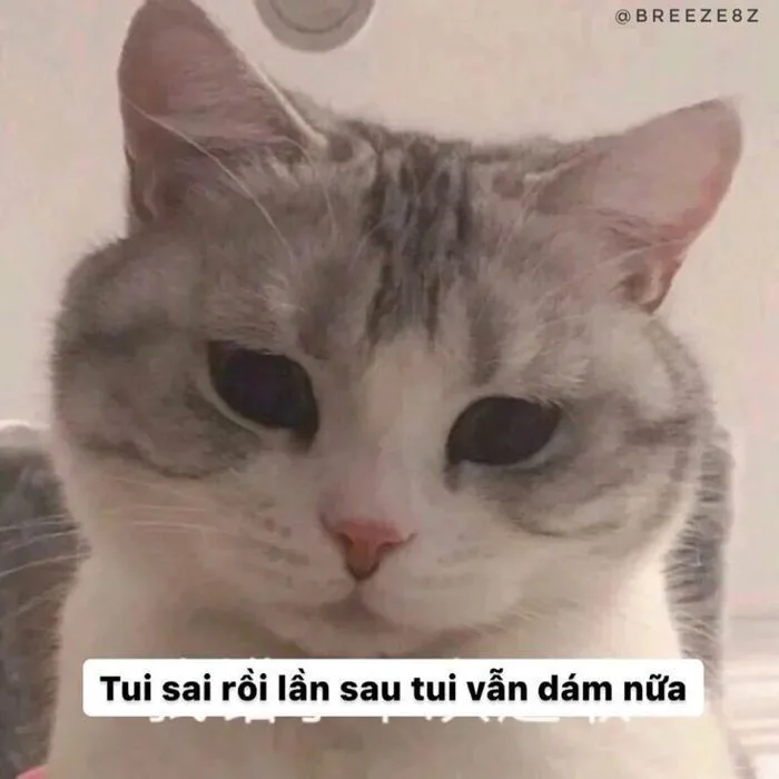 Meme xin lỗi