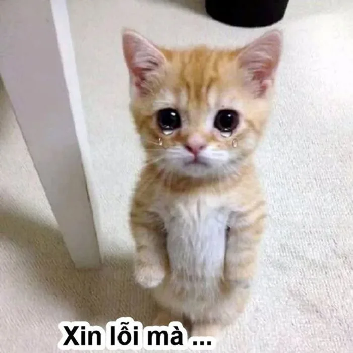 Tuyển tập 38+ ảnh meme xin lỗi hài hước đáng yêu cực khó đỡ