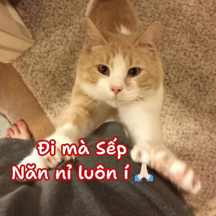 Bộ sưu tập 157+ meme xin lỗi hài hước khiến ai cũng bật cười