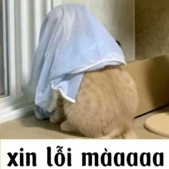 49+ ảnh meme xin lỗi cực hài hước khiến ai xem cũng mủi lòng