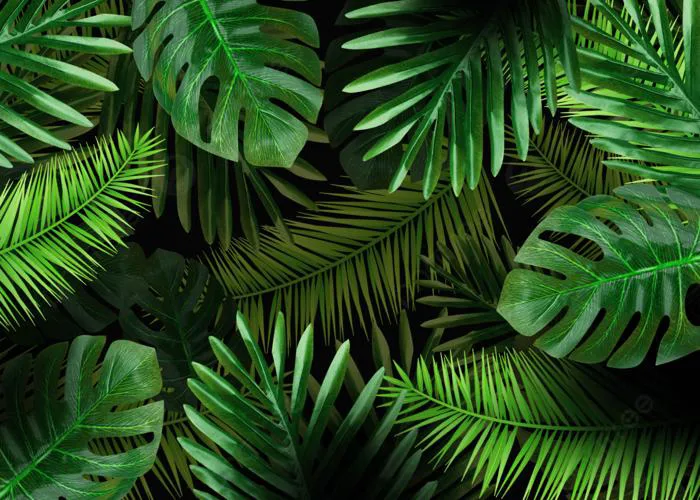 Hình nền Cây Lá Cọ Nền đơn Giản, Hình Nền Máy Tính, Lá Cây, Màu Xanh Lá  Background Vector để tải xuống miễn phí - Pngtree