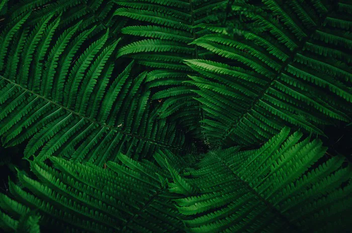hình ảnh : thực vật, Lá, màu xanh lá, Dương xỉ, Cây cỏ, Cơ thể, Biome, Thân  cây, Hình nền máy tính, Dương xỉ và đuôi ngựa, thực vật có mạch, Đà