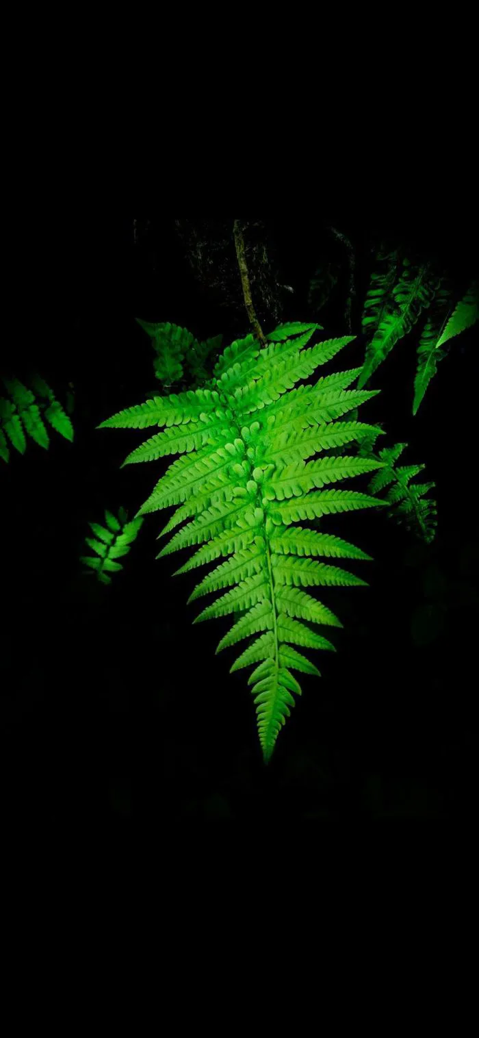 Lá cây dương sỉ