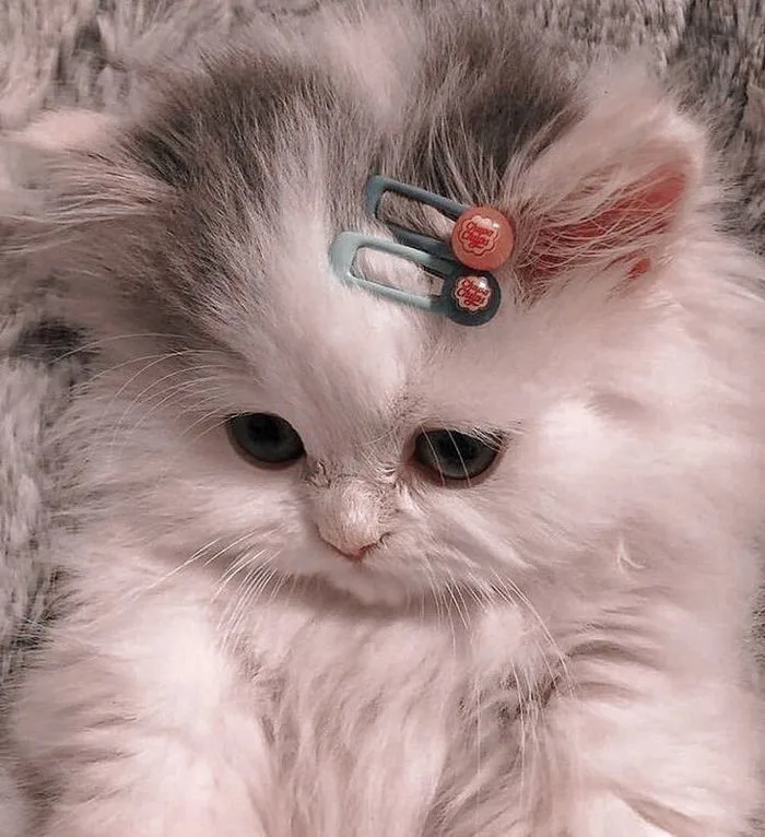 99+ Hình Ảnh Mèo Cute Đẹp Ngầu, Đáng Yêu Nhất 2026