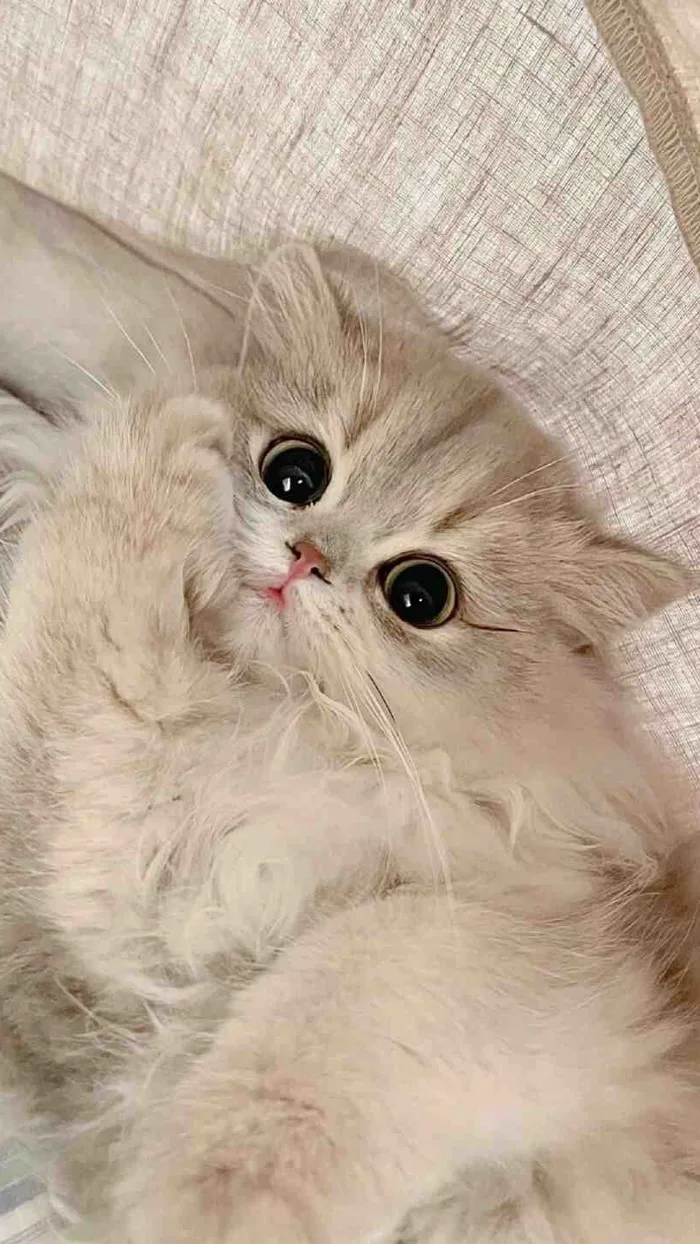 199+ Hình nền mèo cute, đẹp, ngầu 4K cho điện thoại, máy tính