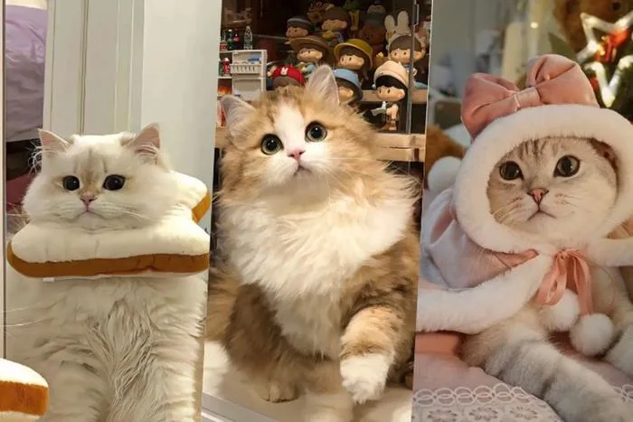 50+ hình nền mèo cute cực chất trang trí điện thoại, máy tính