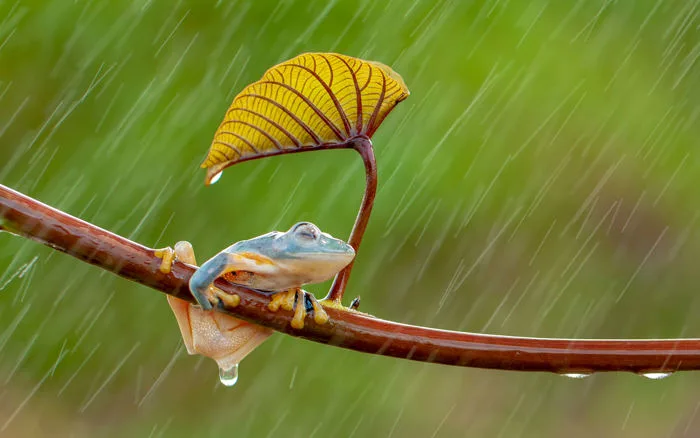 Mời anh em tải về bộ hình nền tuyệt đẹp chủ đề “cơn mưa đầu mùa” do mình  tổng hợp được | Viết bởi Đức Đạt Đỗ