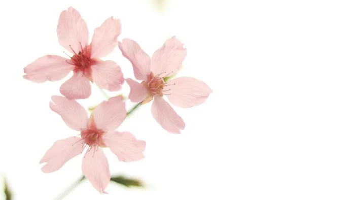 Màn Hình Ngang Nền Máy Tính - Ảnh miễn phí trên Pixabay