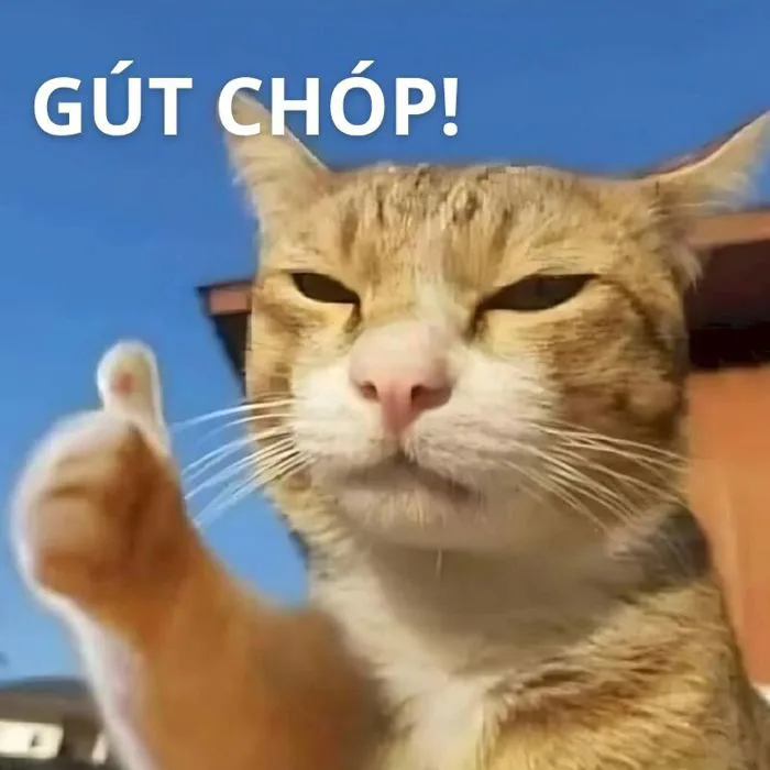 100+ ảnh troll bạn bè cà khịa hài hước cho hội bạn thân