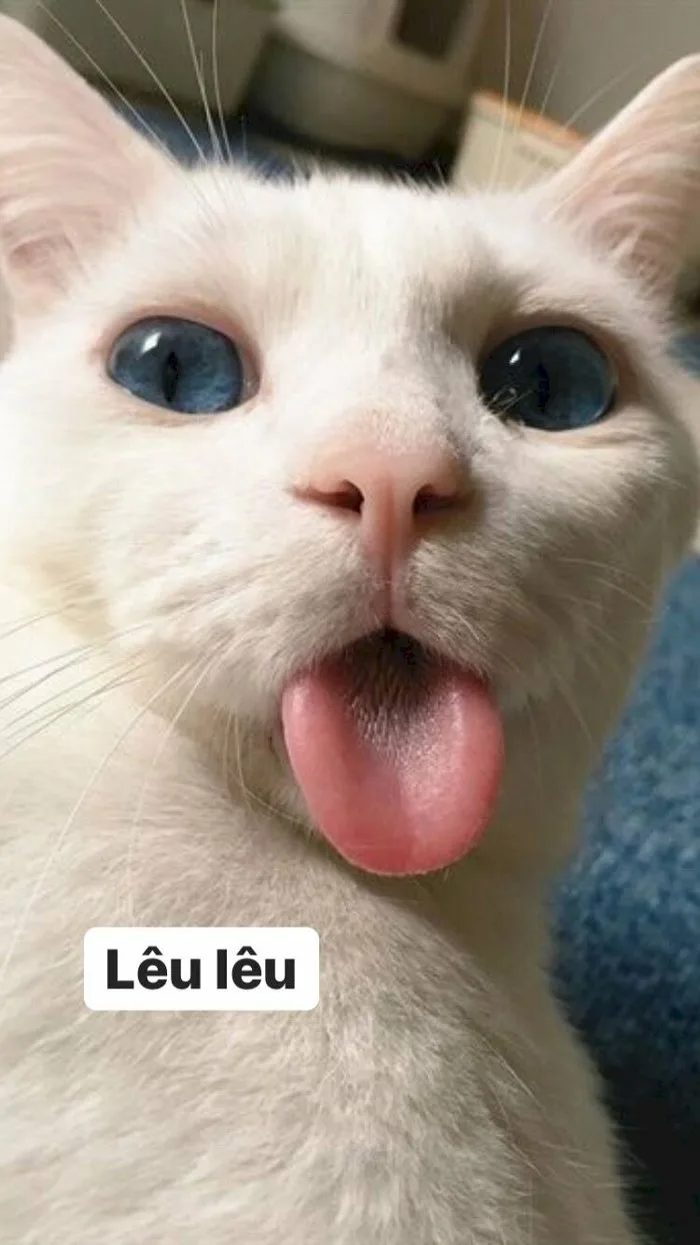 101 ảnh meme mèo hài hước dễ thương, chất lượng cao, tải miễn phí