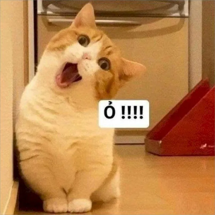 Top 101 ảnh meme mèo bựa hài hước, cute tải xuống miễn phí