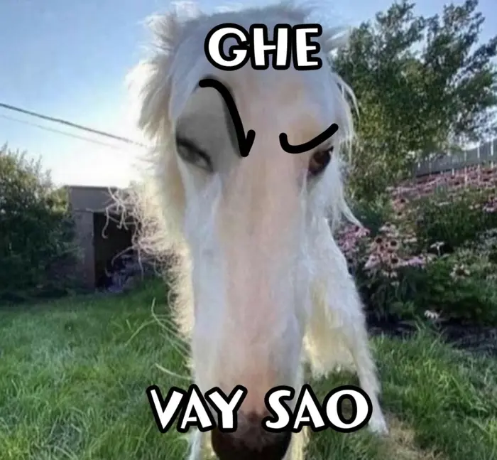 Ảnh meme bựa cực chất dành riêng để bình luận troll bạn bè