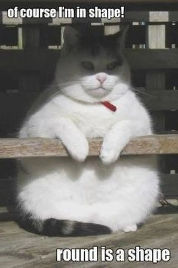 47 Funny Pictures You're Going To Love | Mèo tai cụp, Mèo béo, Meme động