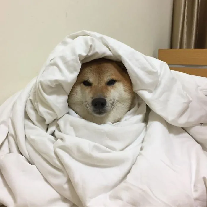 Sự thật về chó shiba béo mầm bị cả thế giới chế ảnh cười cợt