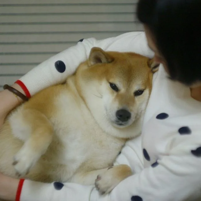 Sự thật về chó shiba béo mầm bị cả thế giới chế ảnh cười cợt