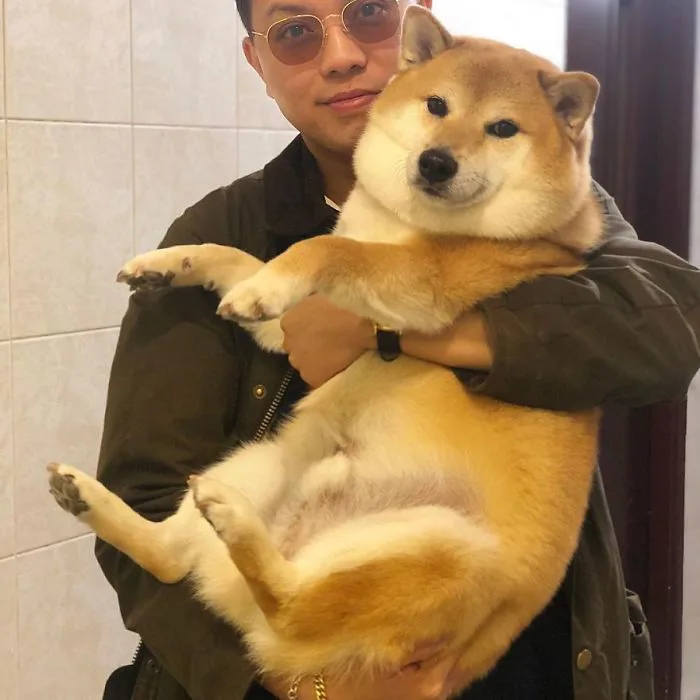 Sự thật về chó shiba béo mầm bị cả thế giới chế ảnh cười cợt