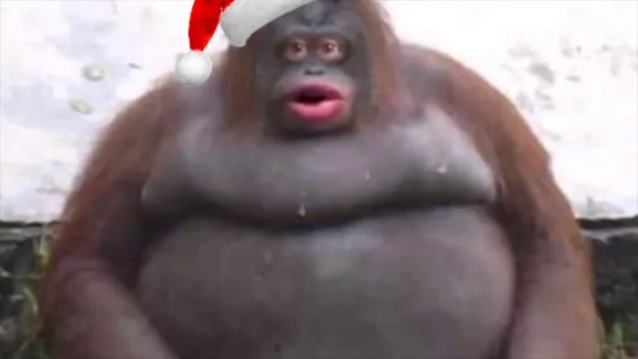 Đười ươi béo phì chúc bạn Giáng sinh vui vẻ! : r/memes