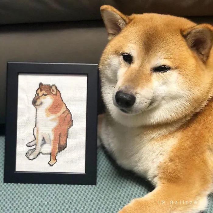 Sự thật về chó shiba béo mầm bị cả thế giới chế ảnh cười cợt