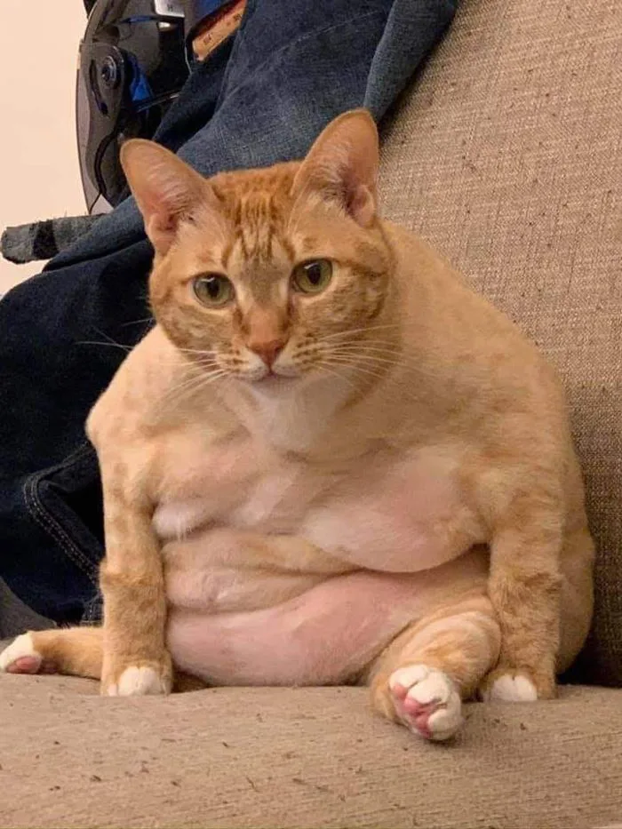 148+ Meme Mèo Béo, mèo mập cute đáng yêu mê tít cả ngày
