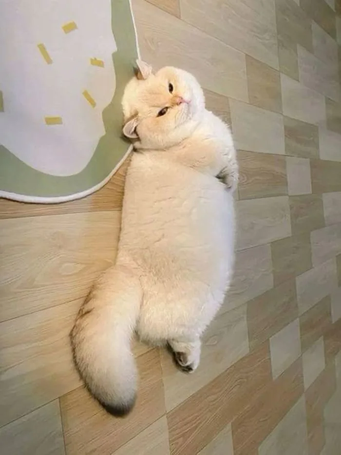 148+ Meme Mèo Béo, mèo mập cute đáng yêu mê tít cả ngày