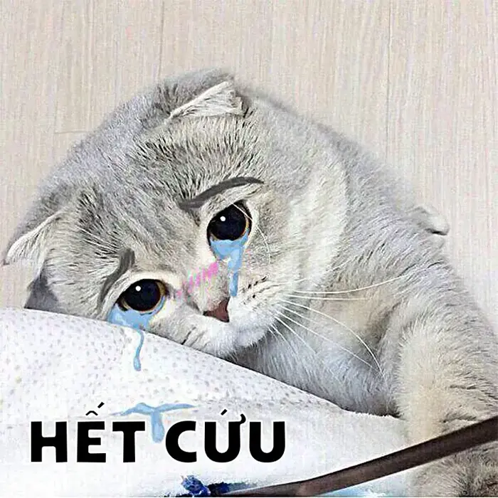 Loạt 80 ảnh Meme Hết Cứu, Bác Sĩ Bó Tay hài hước cho các pha dở khóc dở cười
