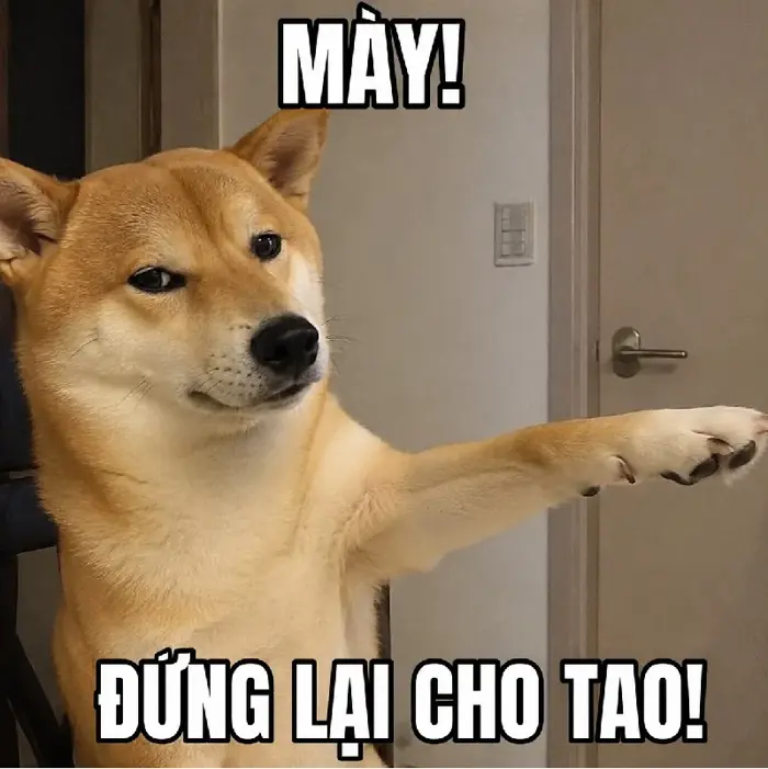 146+ Meme Con Chó Chỉ Tay hài điên chưa bao giờ hết viral