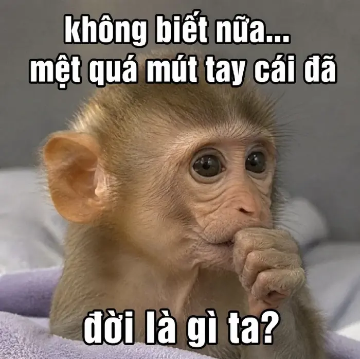 Full meme con khỉ ngậm tay - Giơ tay hài hước siêu lầy