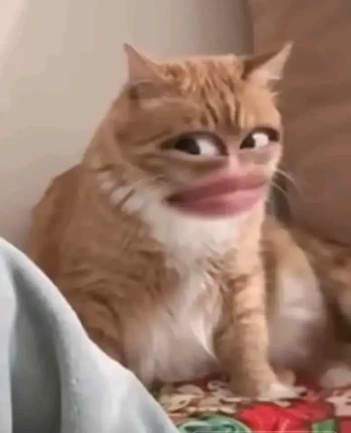 Xem ngay 30+ Meme Mèo Bất Lực, bó tay toàn tập, chán chả buồn nói rất hài  hước
