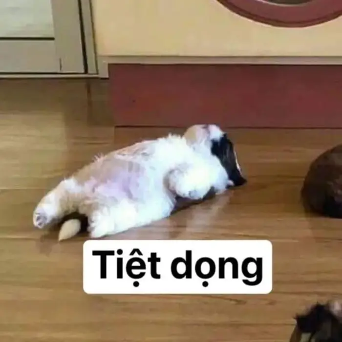 Xem ngay 30+ Meme Mèo Bất Lực, bó tay toàn tập, chán chả buồn nói rất hài  hước