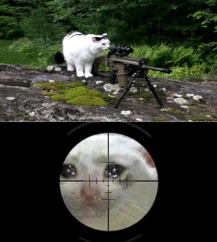 Cat Sniping Crying Cat Meme: Origin & Labeling Examples