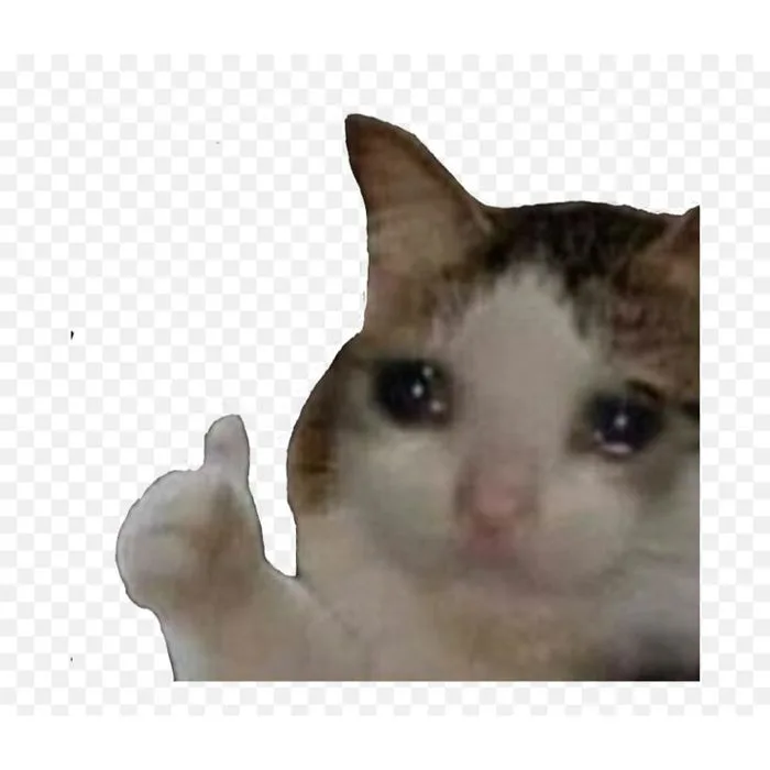 Adorable Cat Meme | Smudge cat meme transparent, Crying cat transparent,  Coughing cat meme png