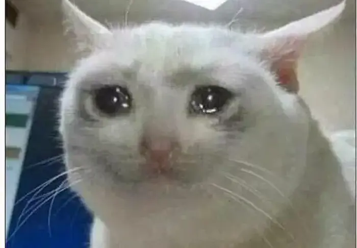 Crying Cat Meme Template — Kapwing