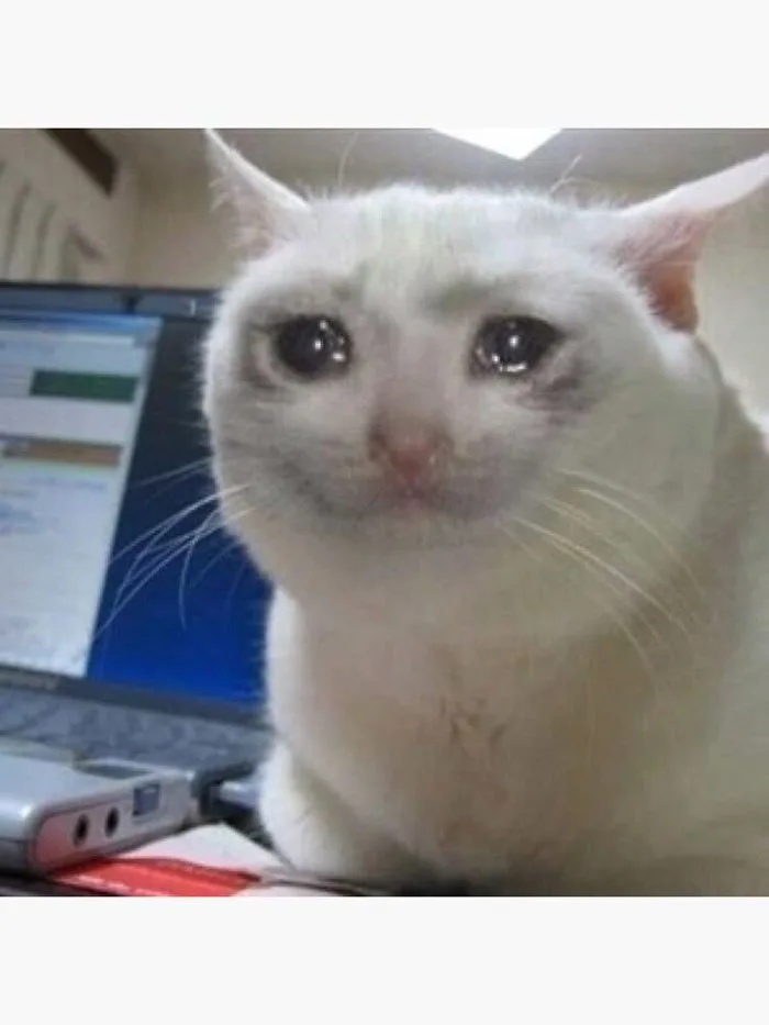 Funny Cat Memes: Hilarious and Cute Animal Pictures | Annoyed cat meme  cute, Reaction cat cry,