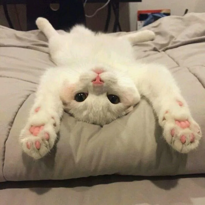 Mèo sầu đời ... oáp chán quá~~