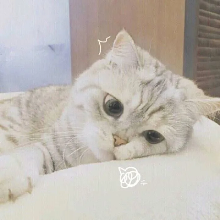 Mèo tai cụp | Họ mèo, Mèo ragdoll, Ảnh mèo