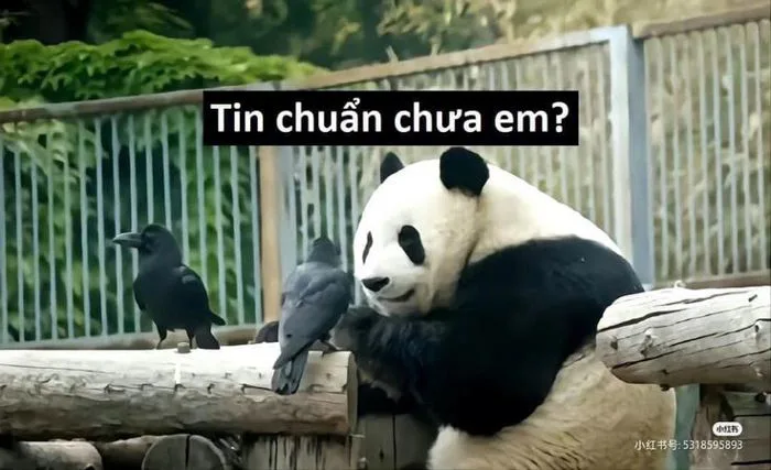 Meme 