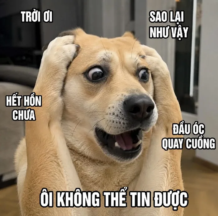 146+ Meme Con Chó Ôm Đầu bựa hết nấc hài điên đảo