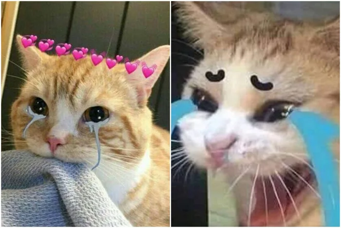 Tổng hợp các meme khóc siêu độc đáo và hài hước