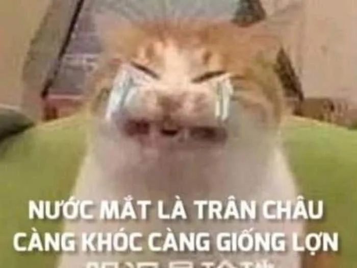 Meme Mèo Khóc Cute [66+ Hình Chế Hài Bựa Nhất]