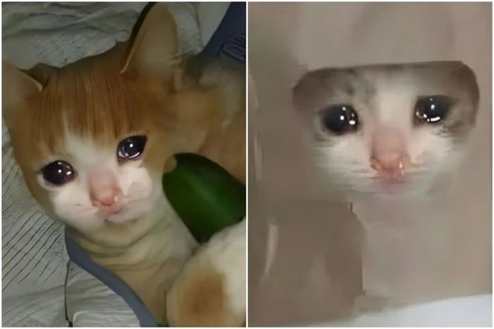 Tổng hợp các meme khóc siêu độc đáo và hài hước