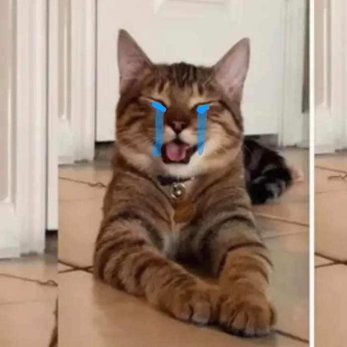 Top meme mèo khóc buồn cười khiến bạn cười ra nước mắt