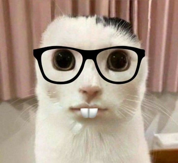 148+ Meme Mèo Đeo Kính ngầu bá đạo dân mạng phát cuồng
