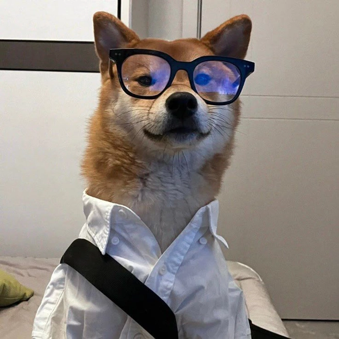 148+ Meme Chó Đeo Kính ngầu lòi cười banh nóc luôn