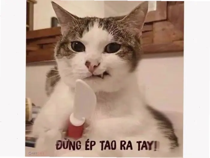 Tổng hợp meme mèo đeo kính: Khiếu hài hước và phong cách