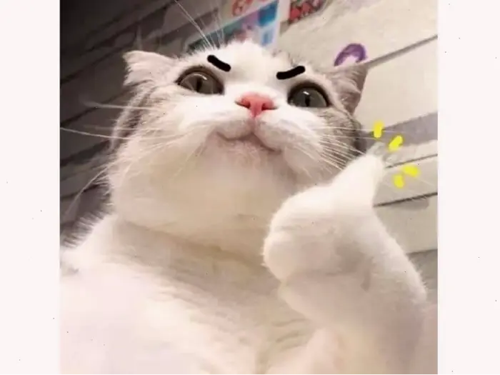 Tổng hợp meme mèo đeo kính: Khiếu hài hước và phong cách